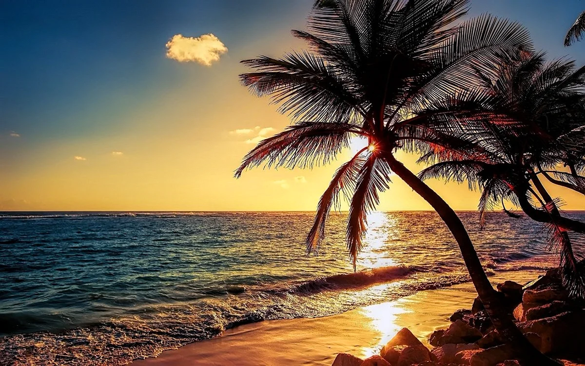 Красивое побережье моря с пальмами в закате