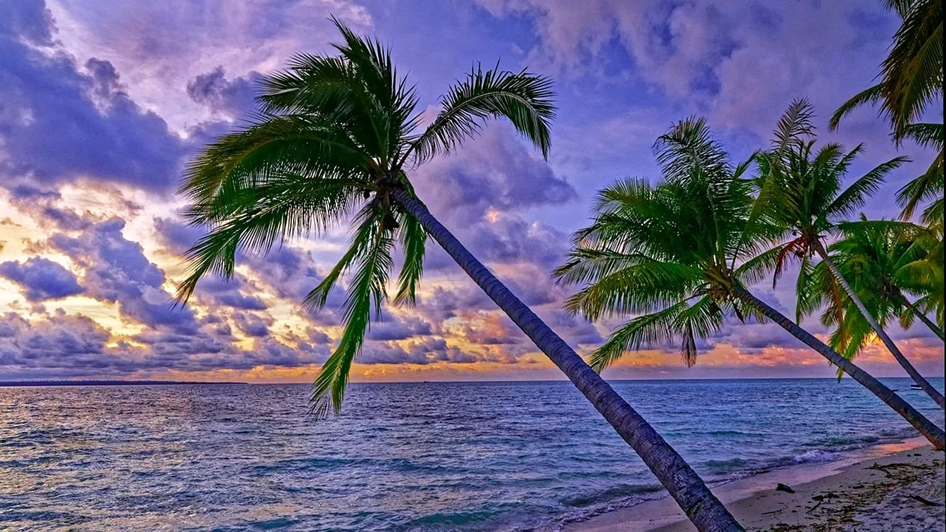 Красивые пальмы и море