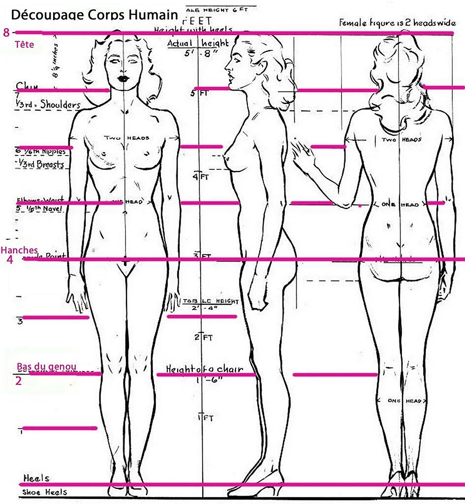 Красивые пропорции женского тела