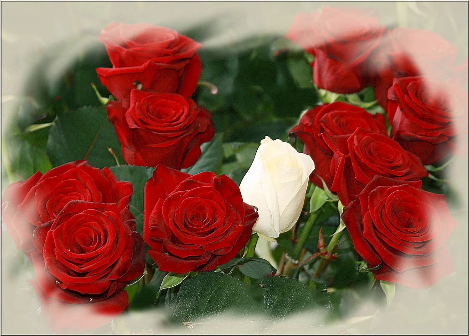 Красивые розы с пожеланиями