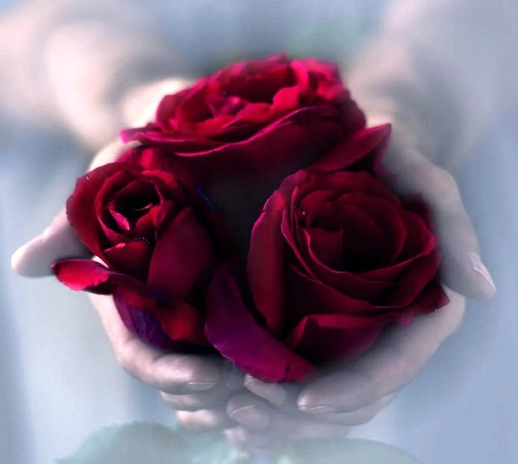 Красивые розы в руках