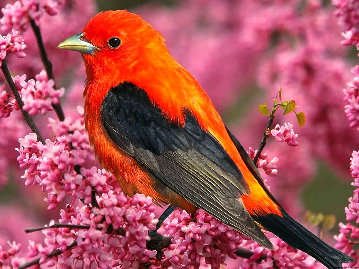 Красная танагра птица