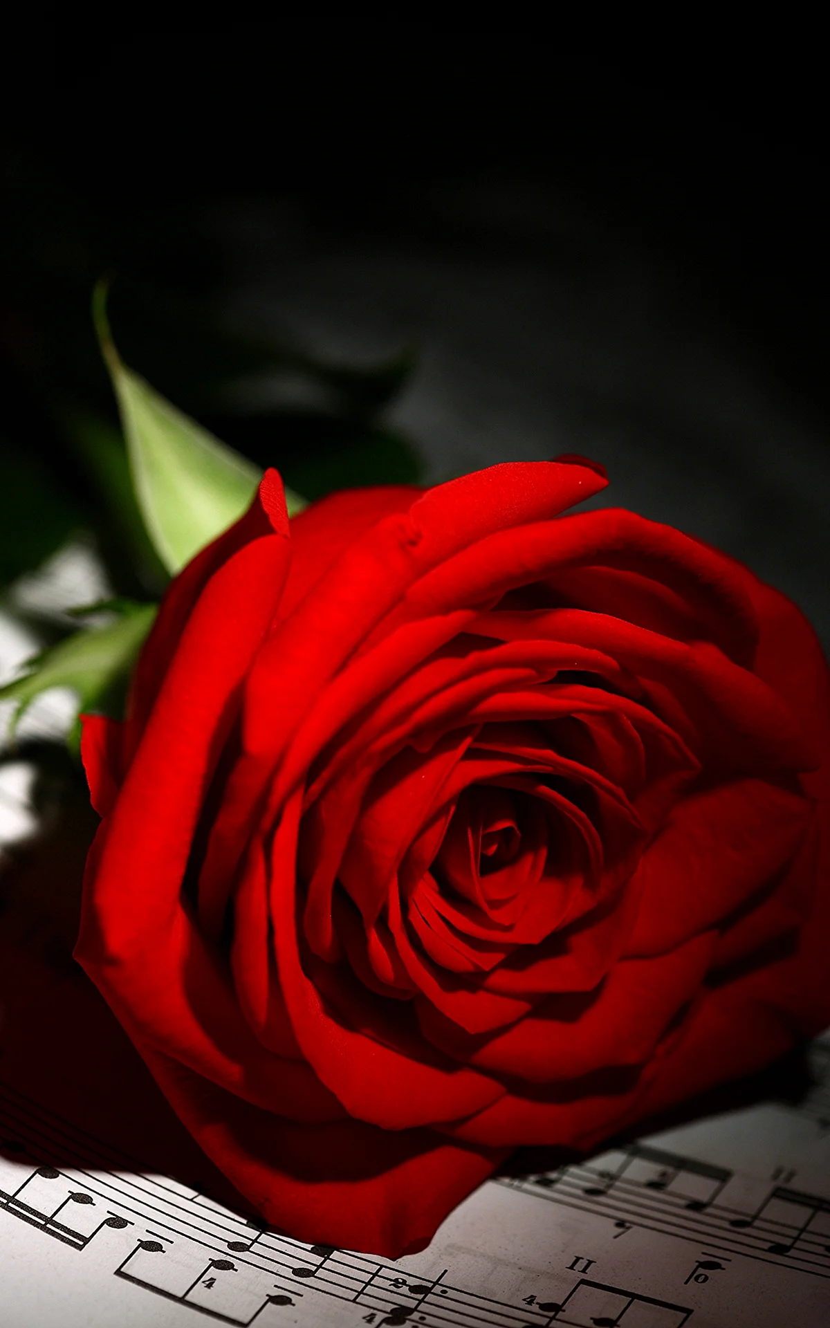 Красные розы