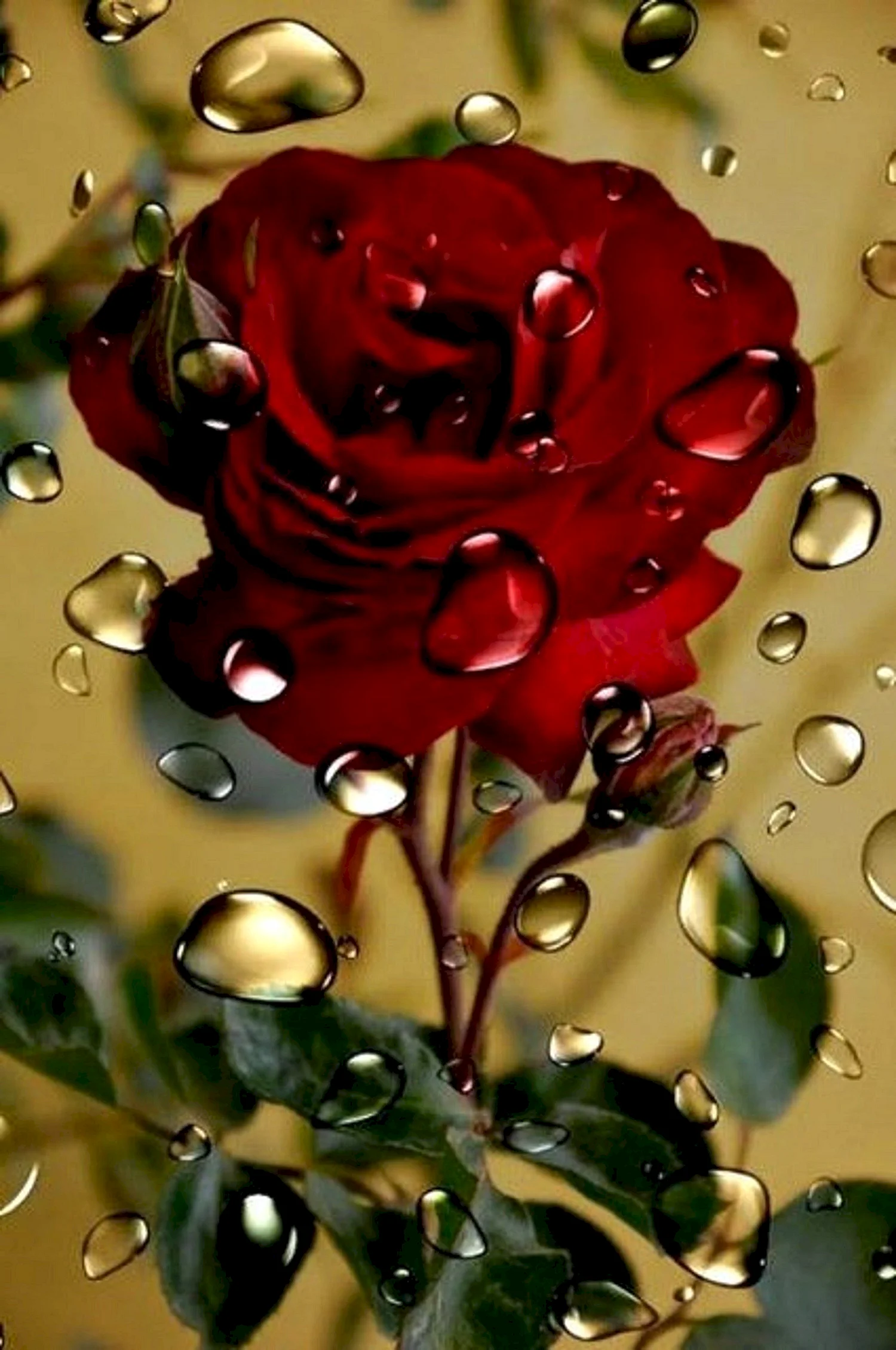 Красные розы с каплями воды