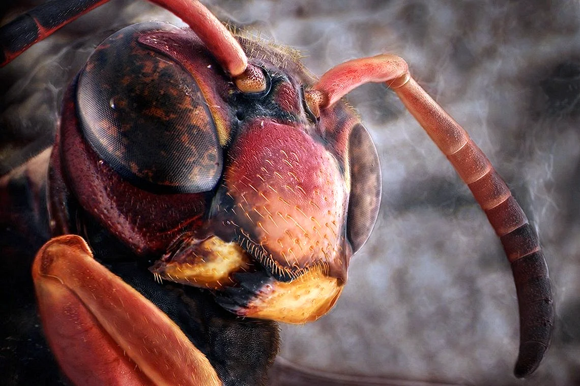 Красный муравей под микроскопом