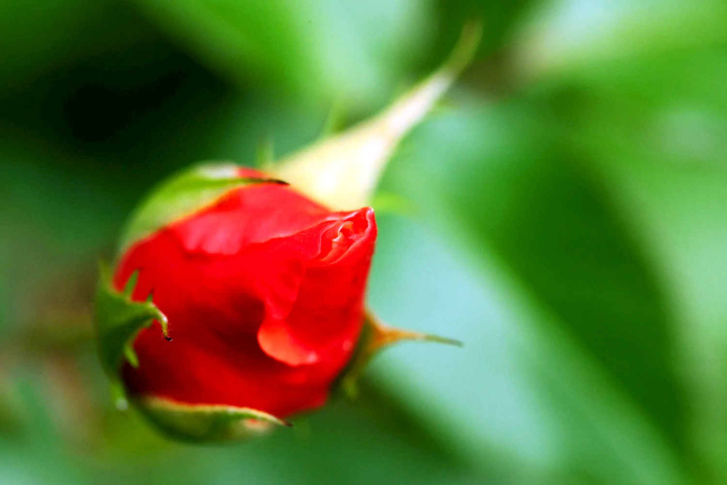 Красный цветок на зеленом фоне