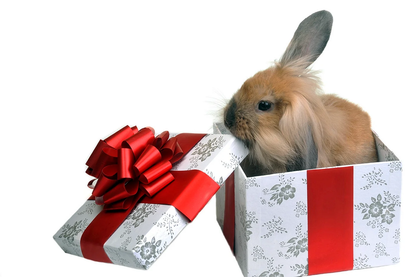 Кролик с подарком