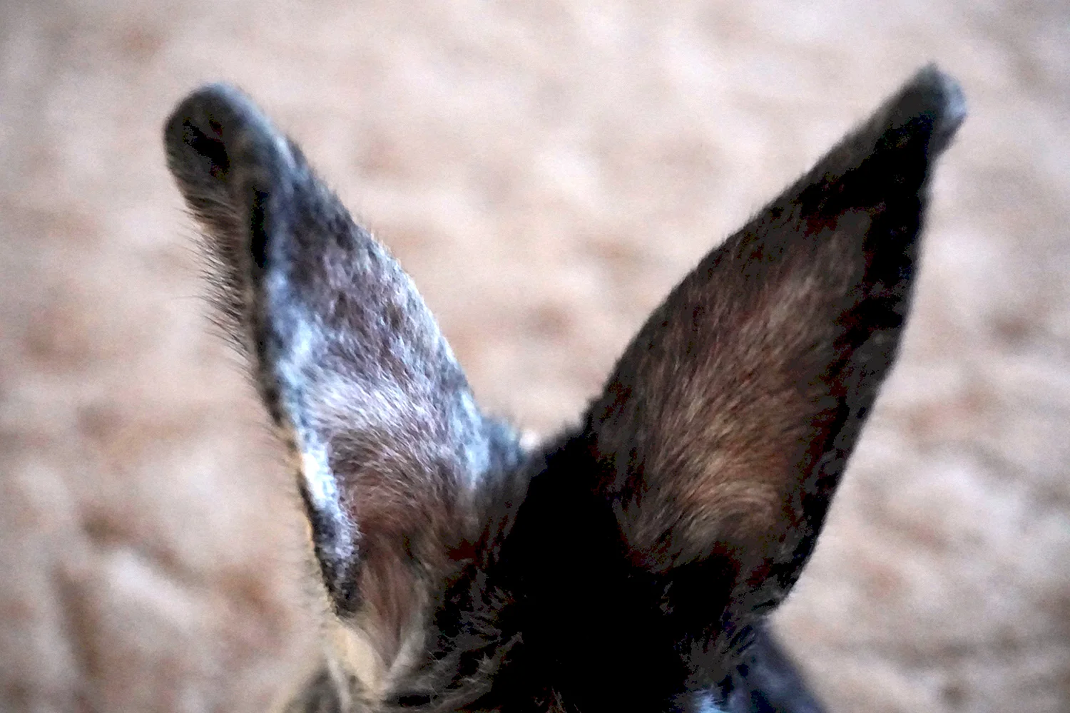 Кролиные уши