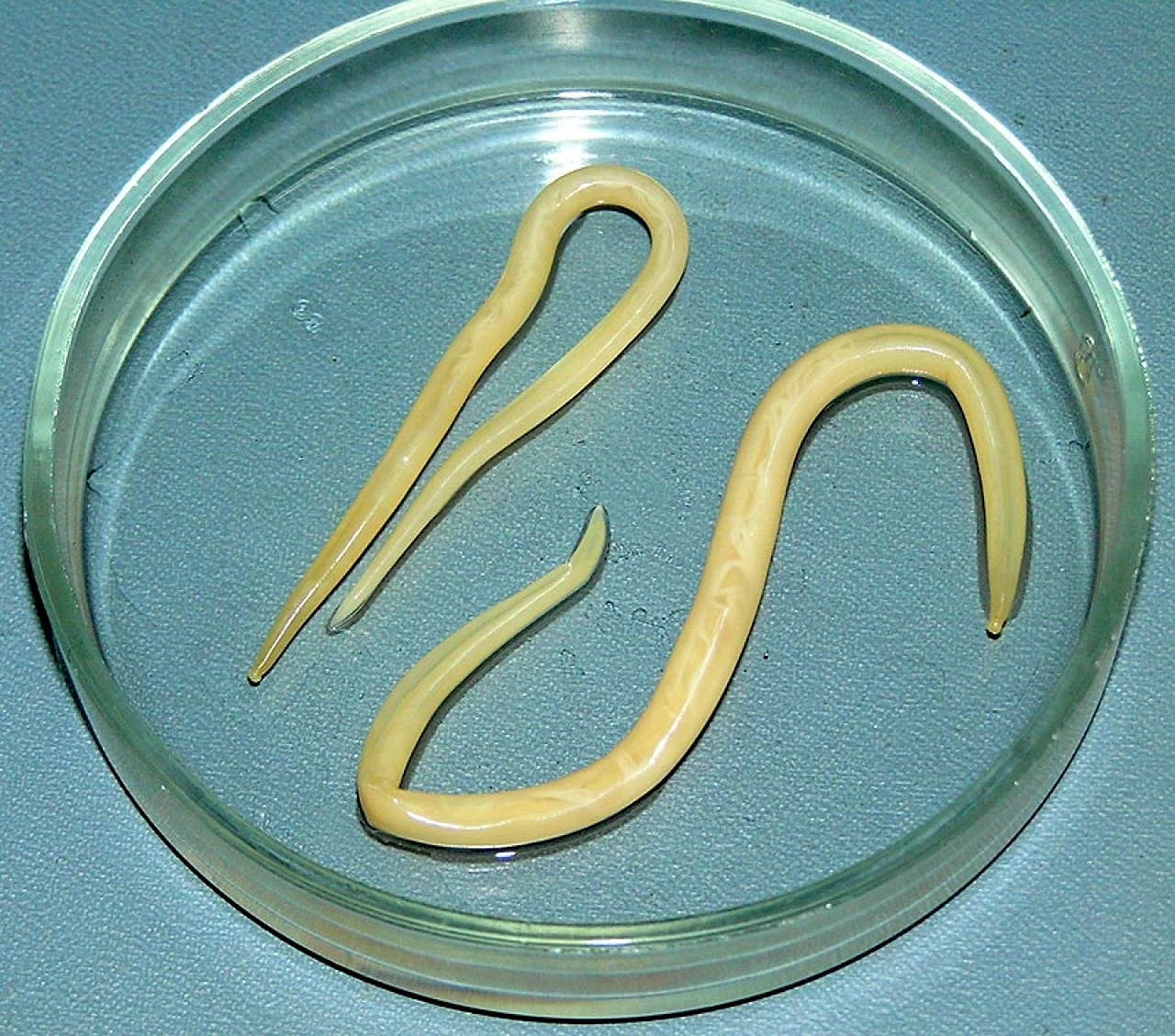 Круглый гельминт Ascaris lumbricoides