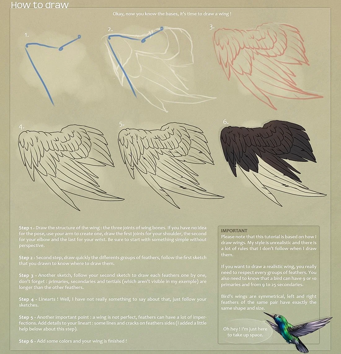 Крылья анатомия для художников