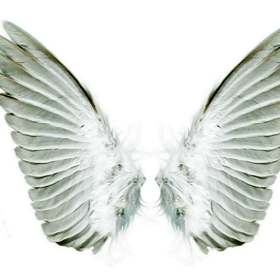 Крылья на белом фоне