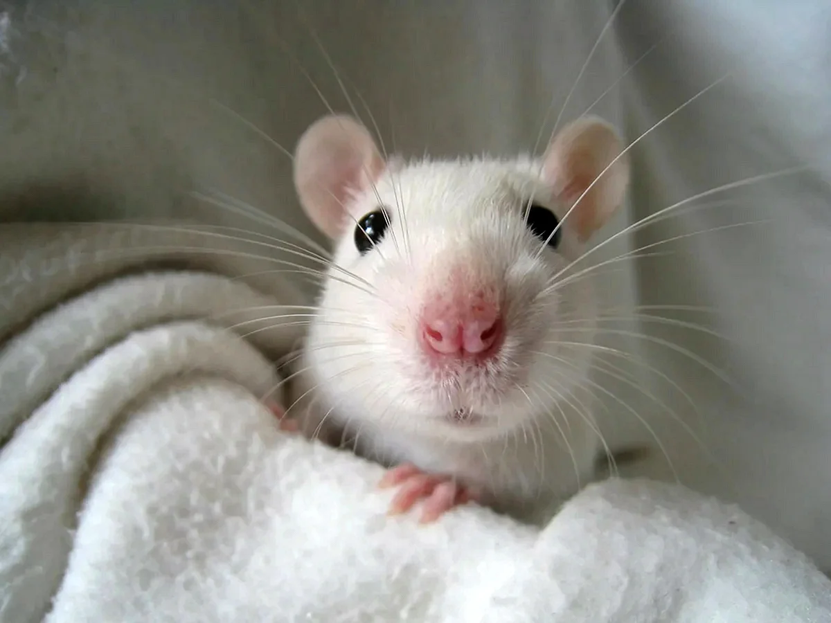 Крыса Дамбо белая с красными глазами