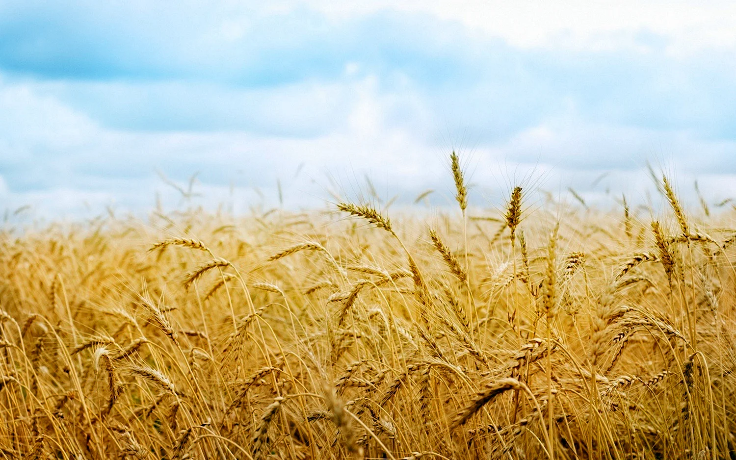Кубань поля пшеницы
