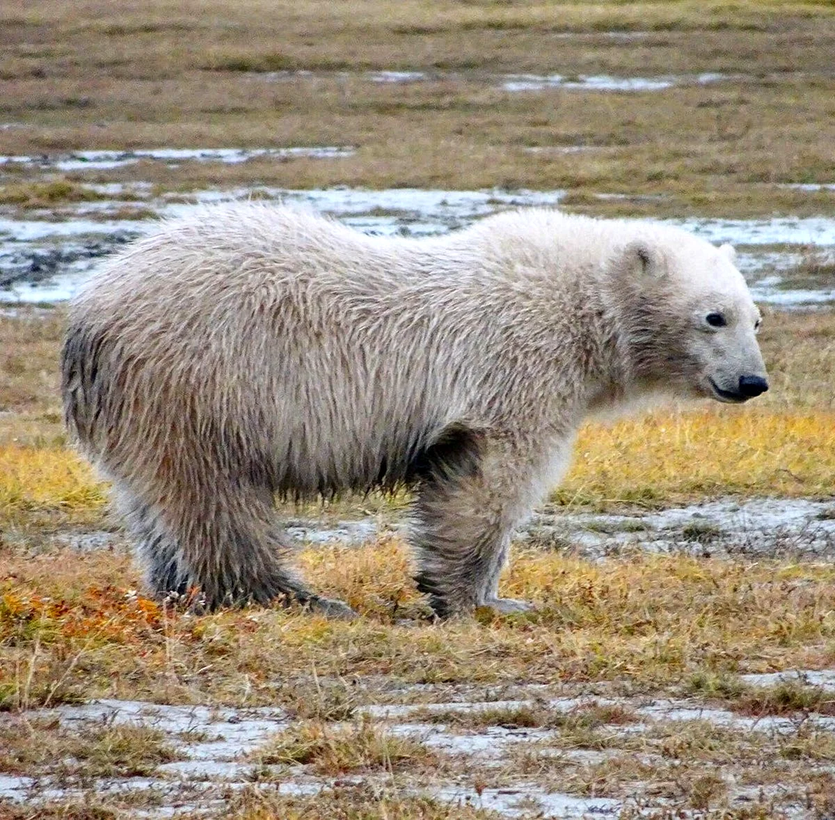 Кудрявый белый медведь