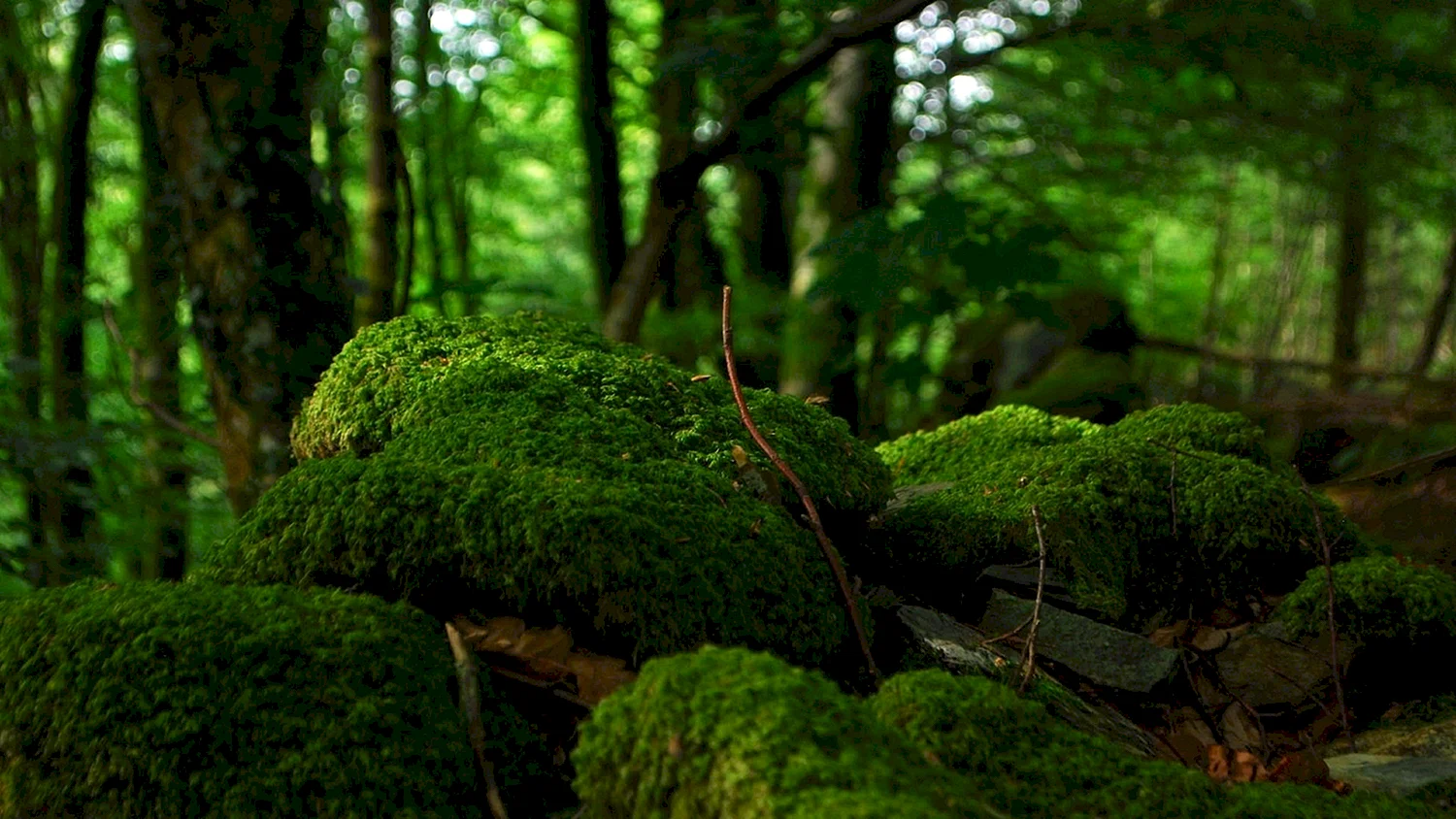 Кунашир замшелый лес
