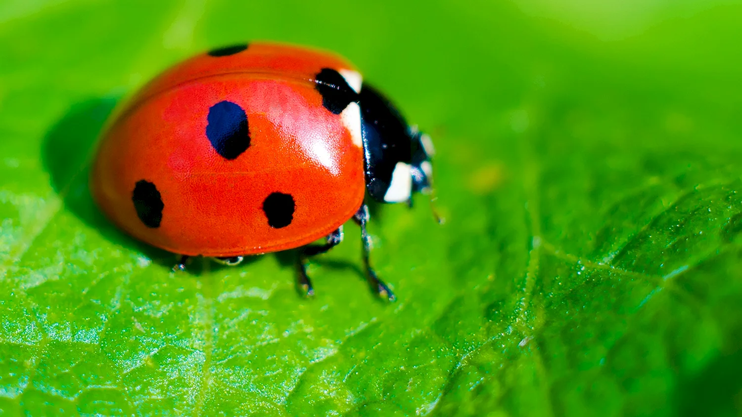 Ladybug Божья коровка