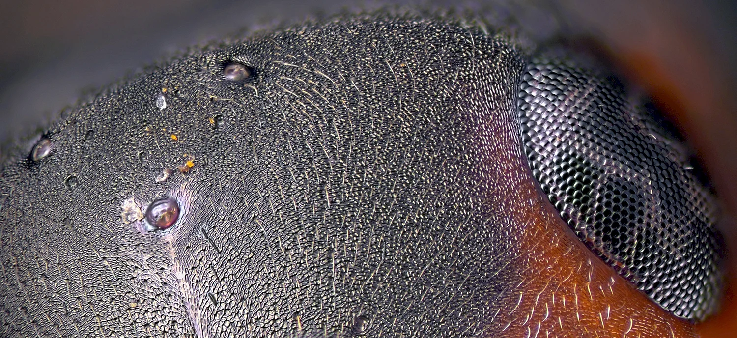 Лапка муравья под микроскопом