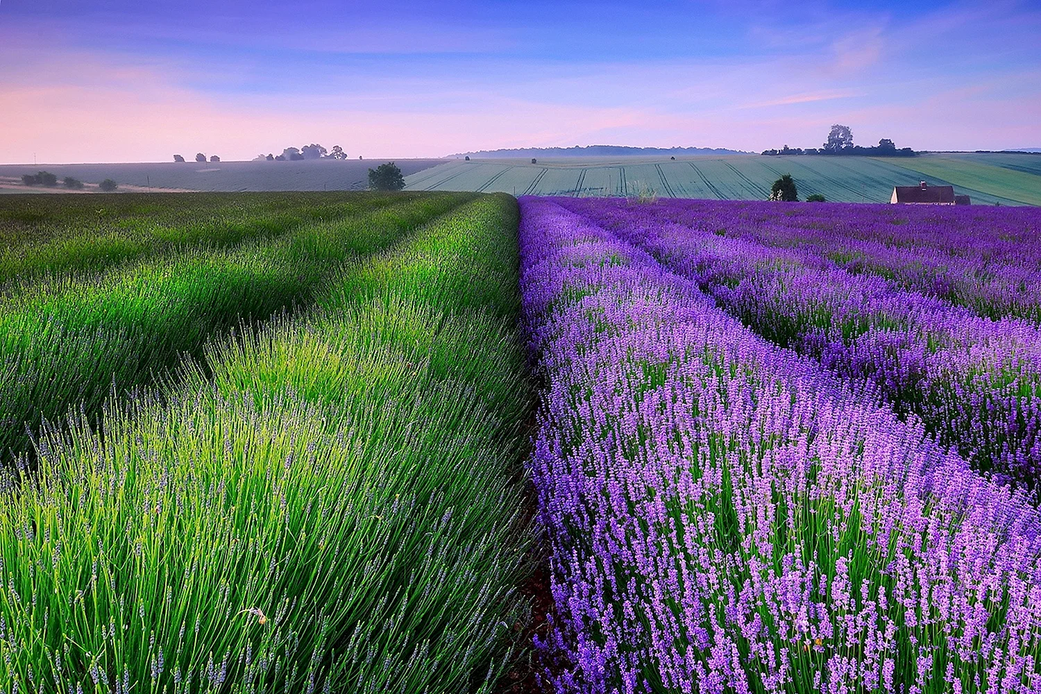 Лавандовые поля во Франции