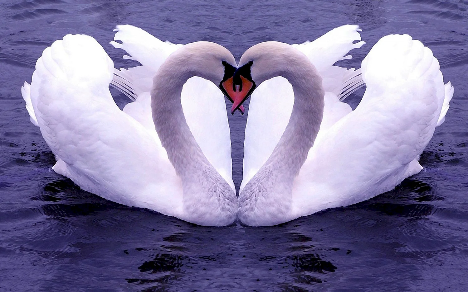 Лебеди сердце