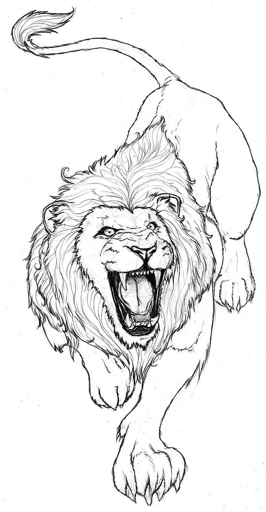 Лев для срисовки