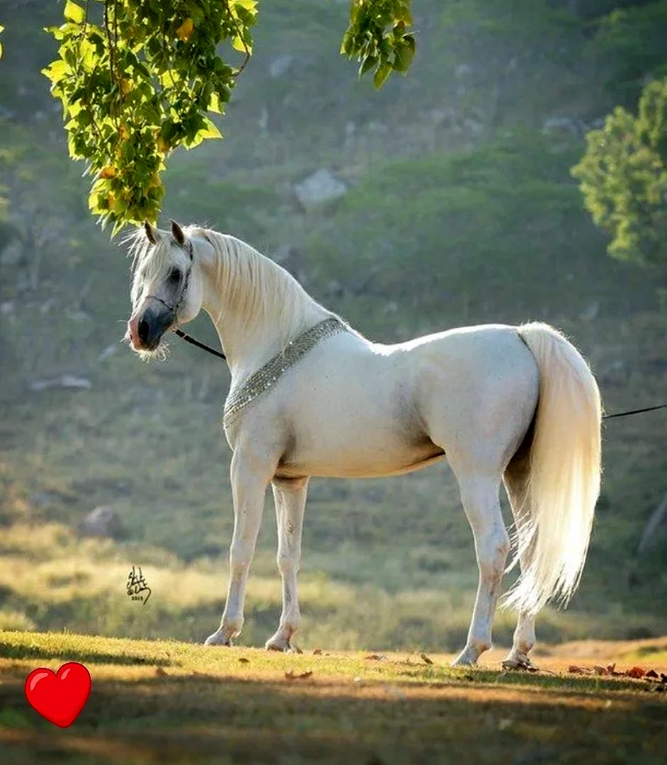 Липицианская порода лошадей