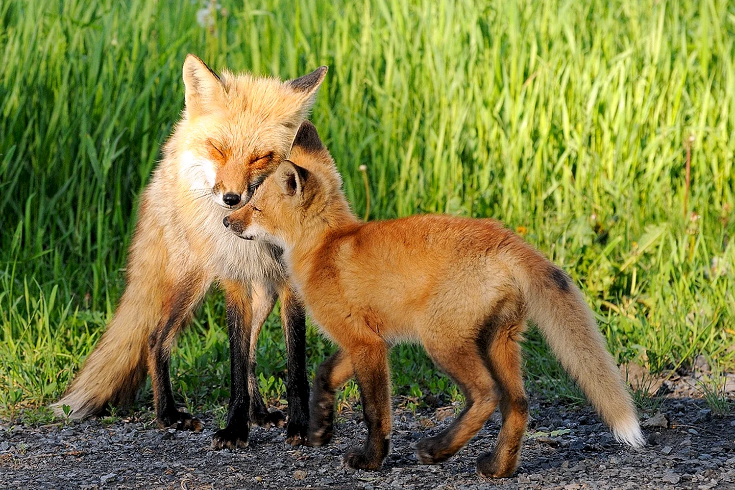 Лисица обыкновенная самка и самец