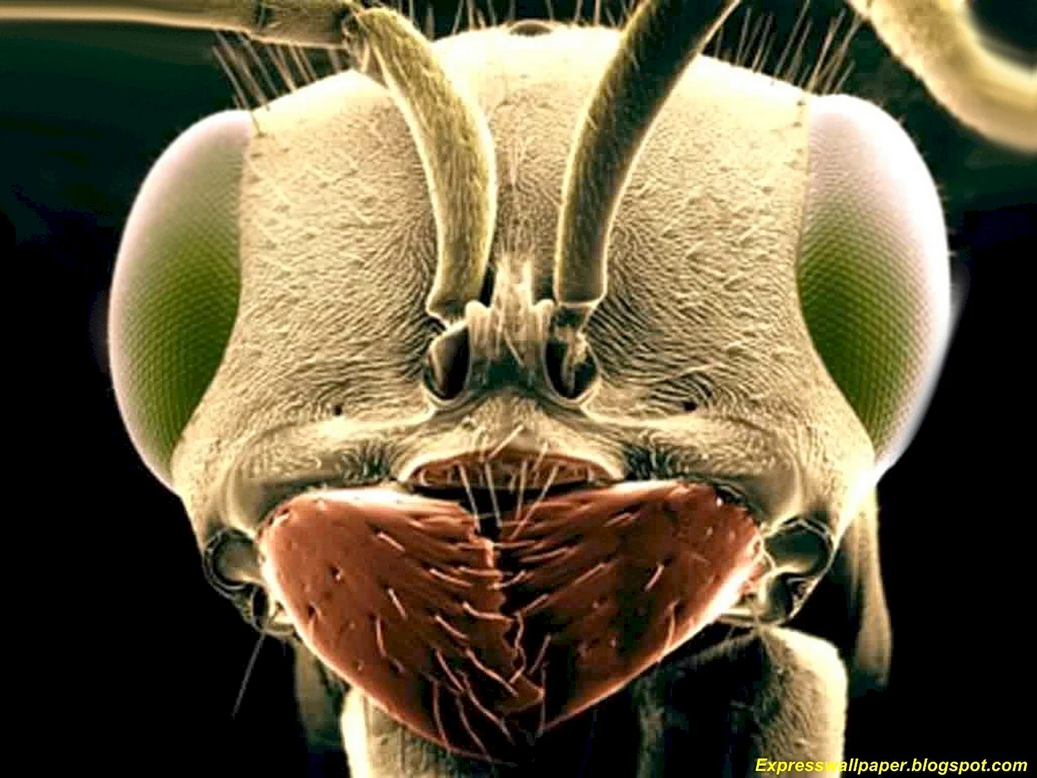 Лицо муравья под микроскопом