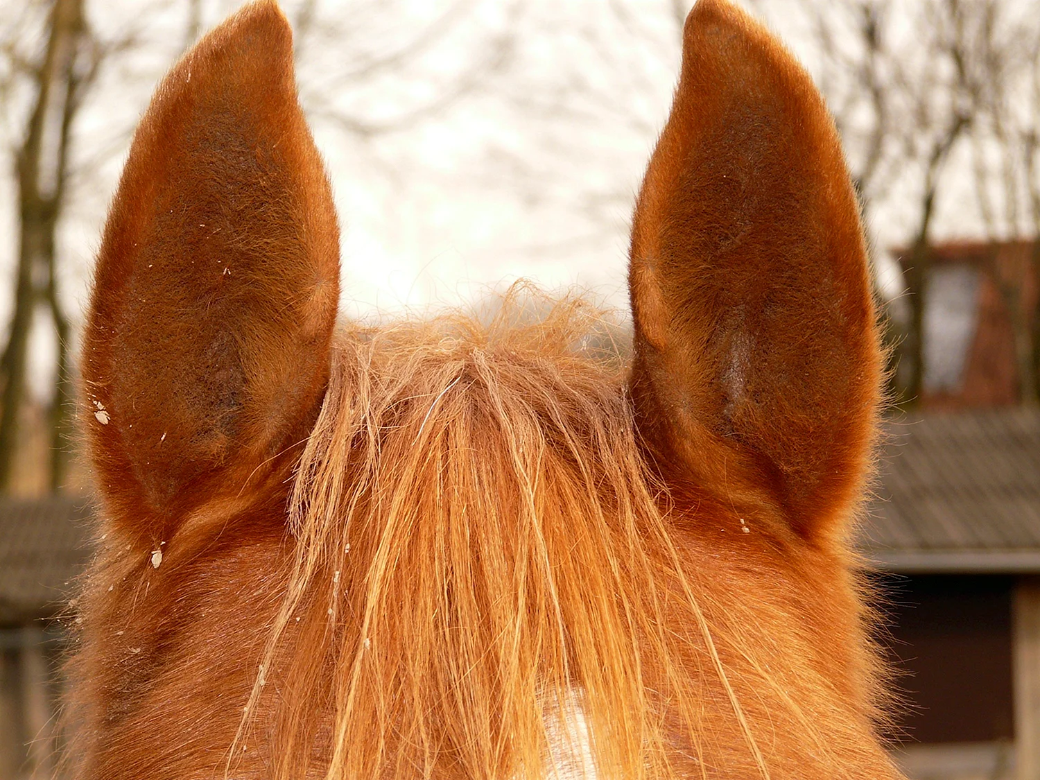 Лошадиные уши