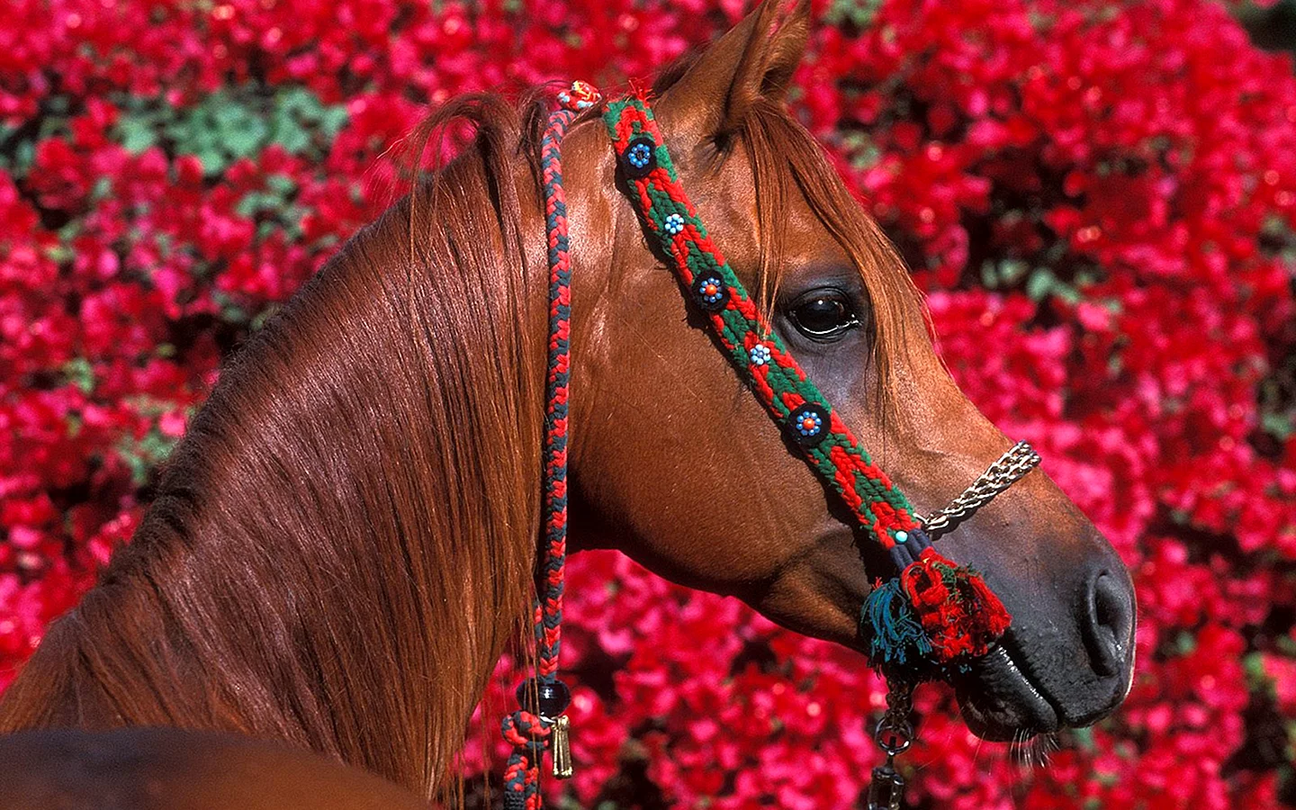 Лошадки красивые