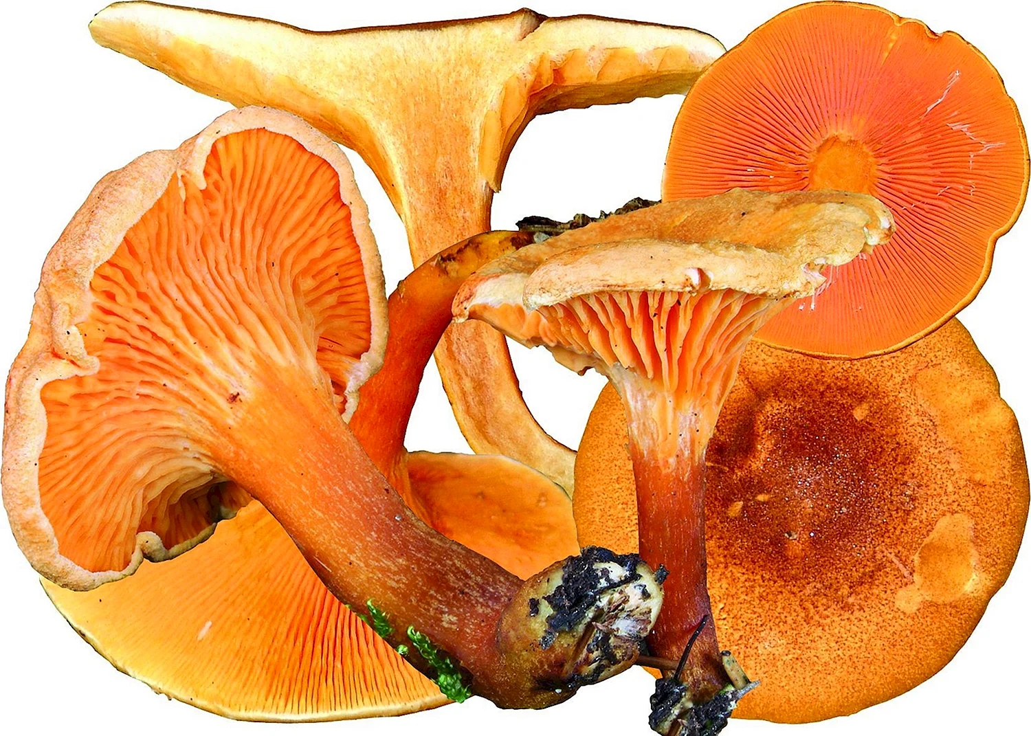 Ложная Лисичка гриб