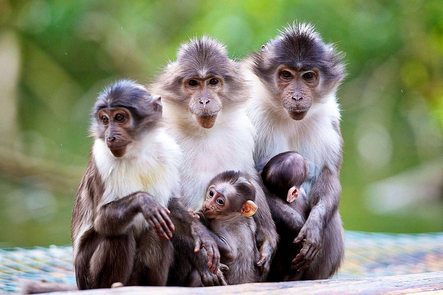 Маймун макаки семья