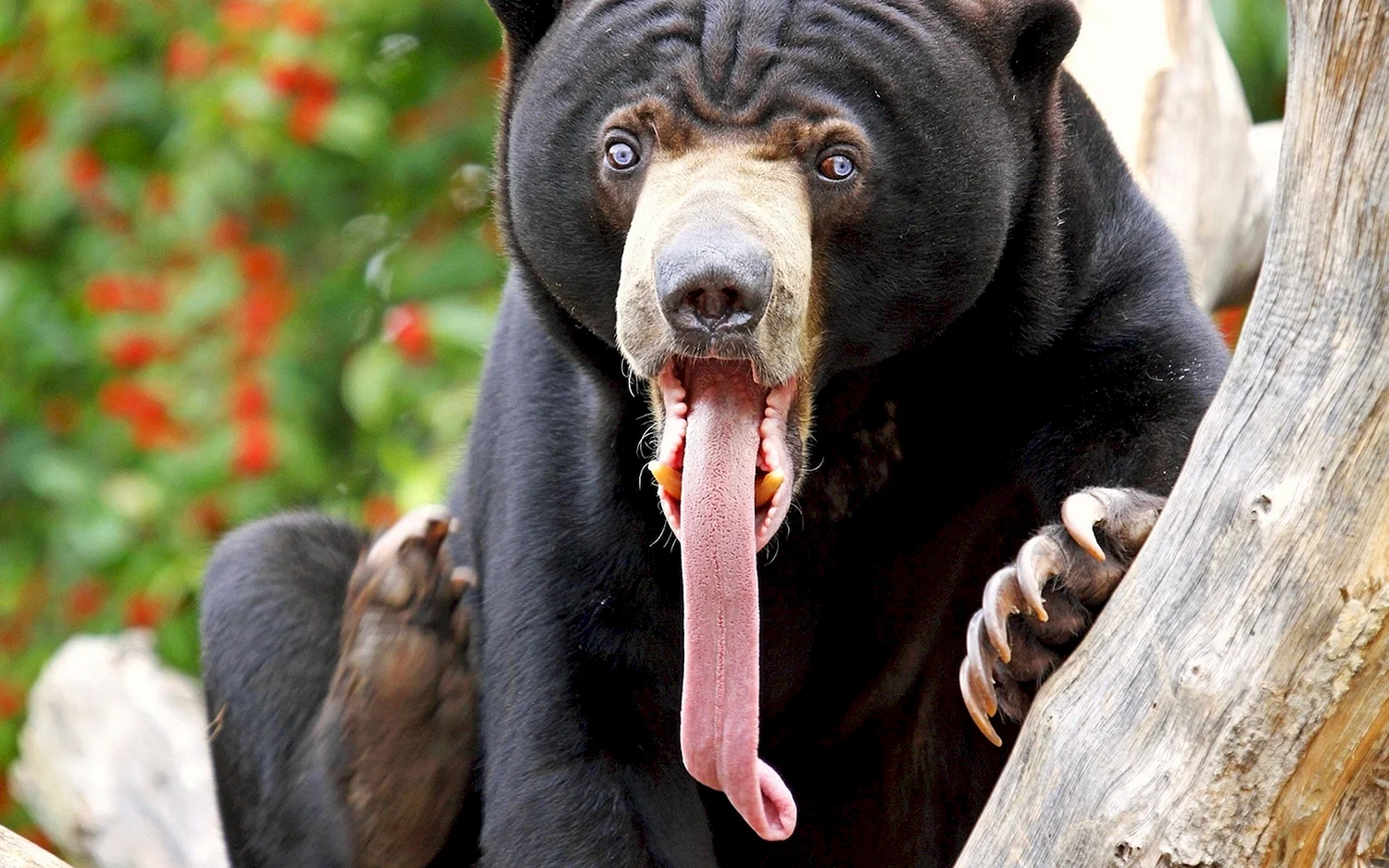 Малайский белогрудый медведь