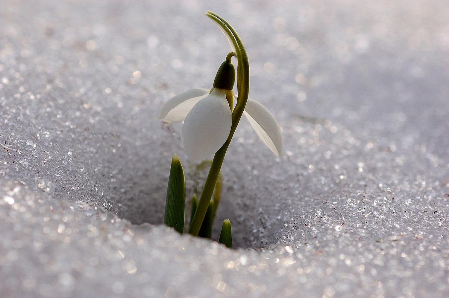 Маленький цветочек на снегу