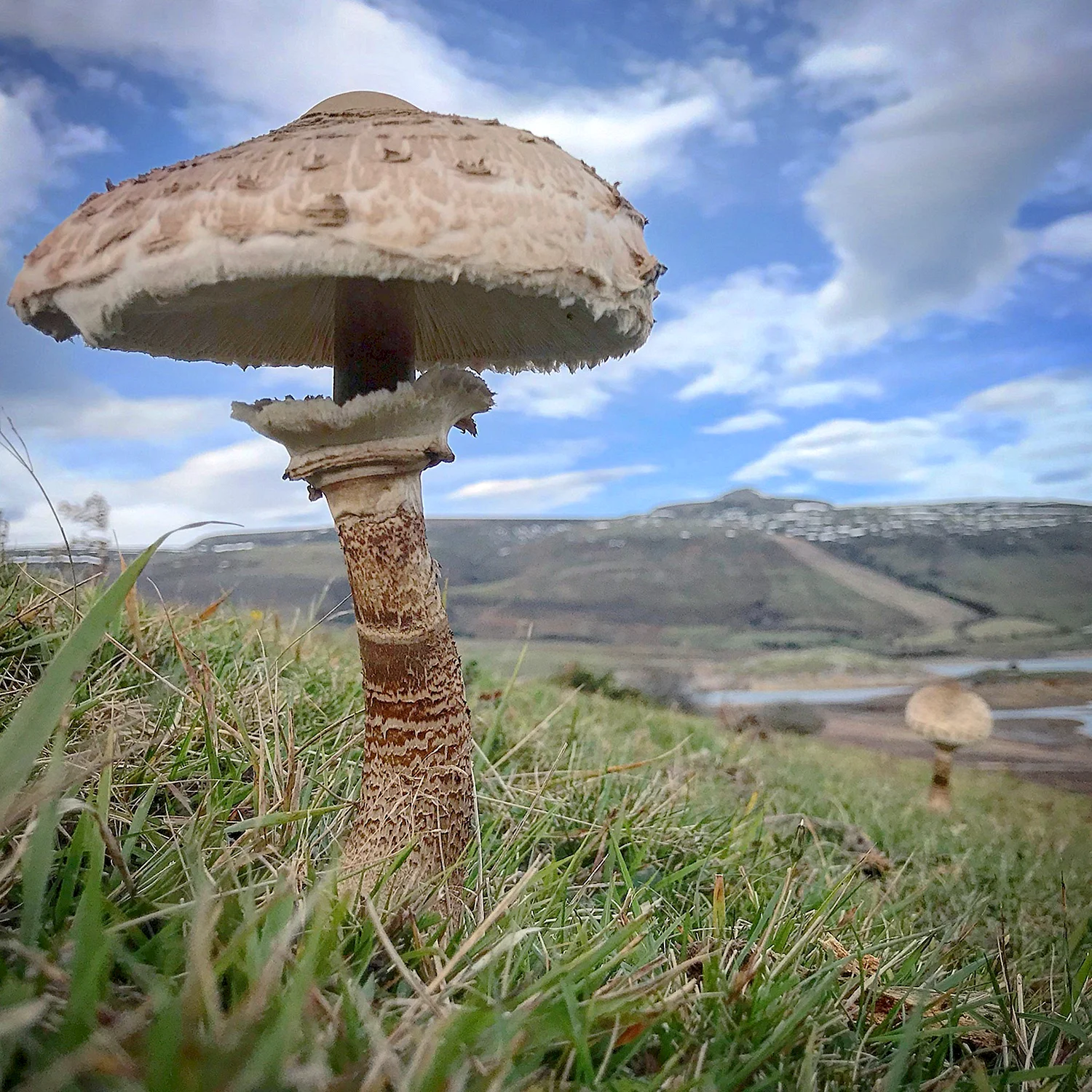 Манатарка грибы в Болгарии