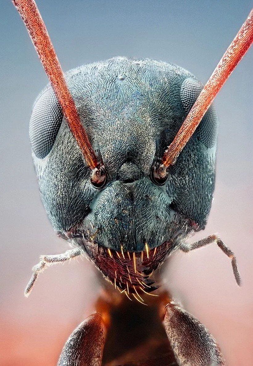 Мандибулы жука
