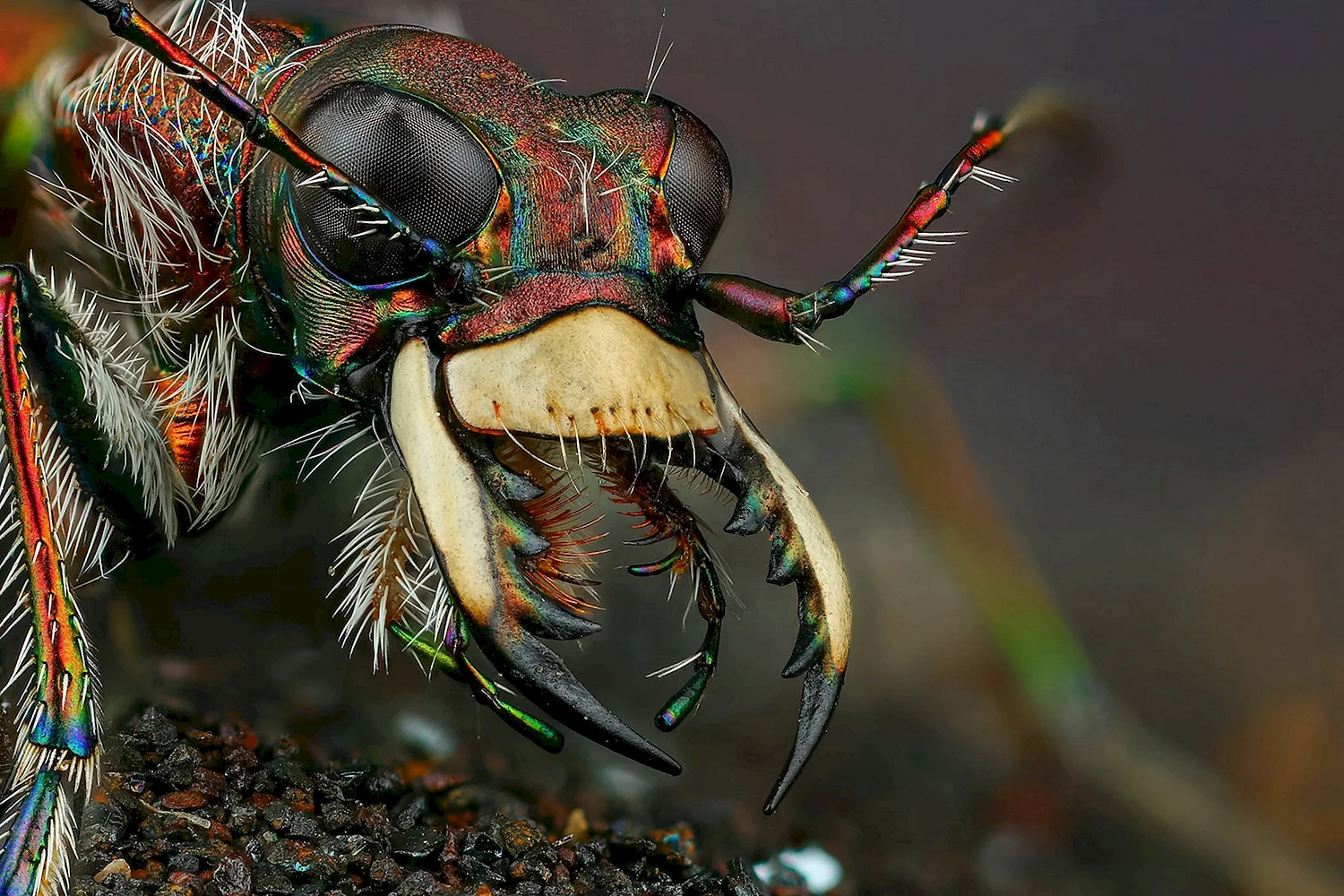 Мандибулы жука