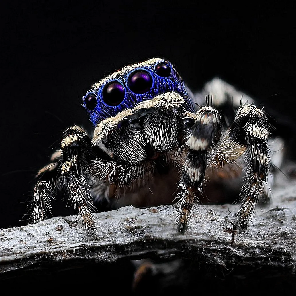 Maratus personatus паук