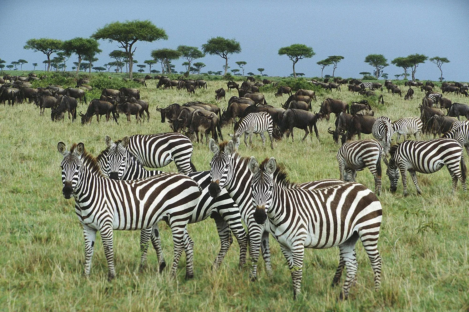 Масаи Мара национальный парк