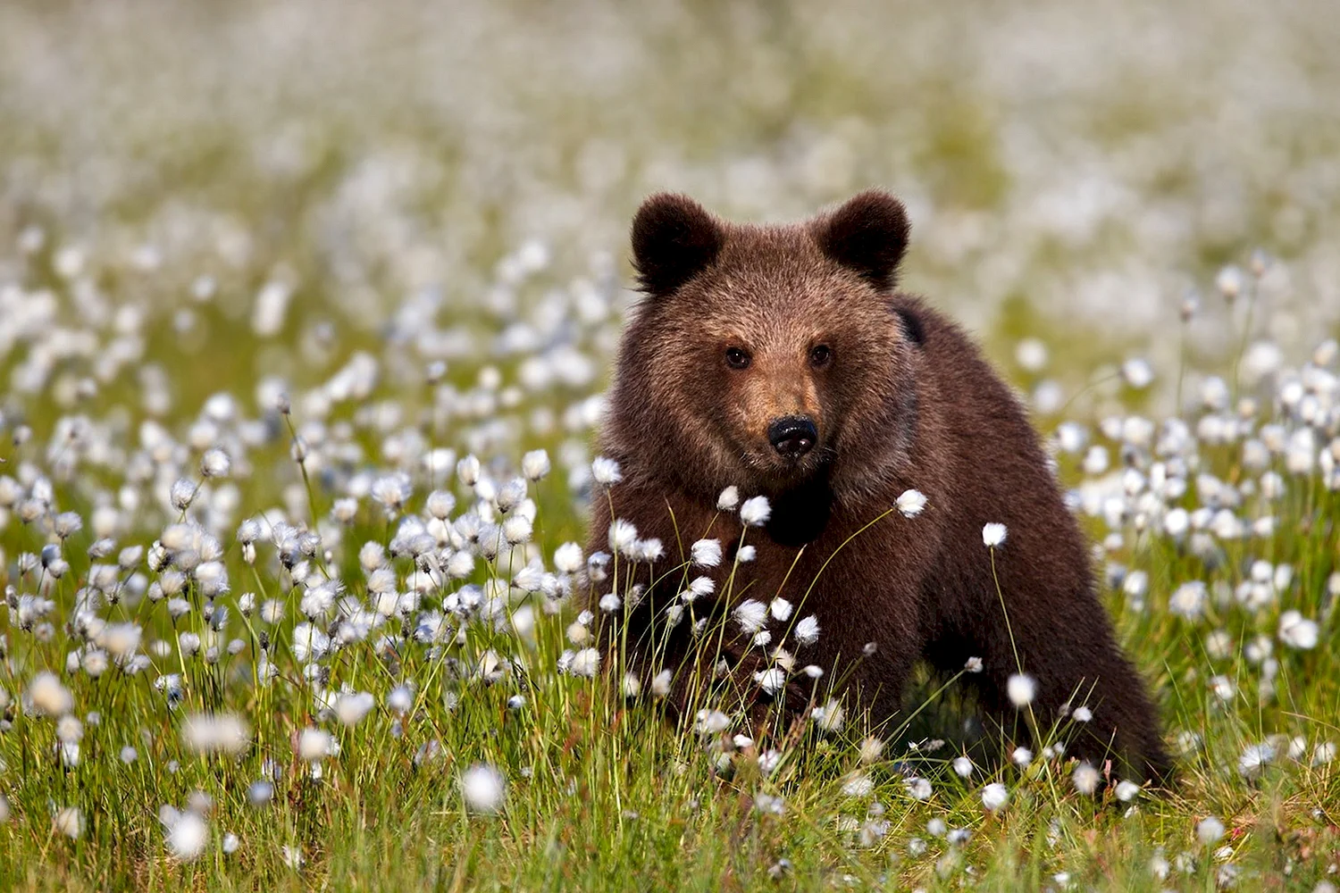 Медведь летом