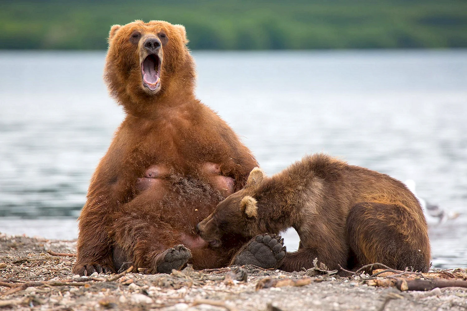 Медведи спариваются