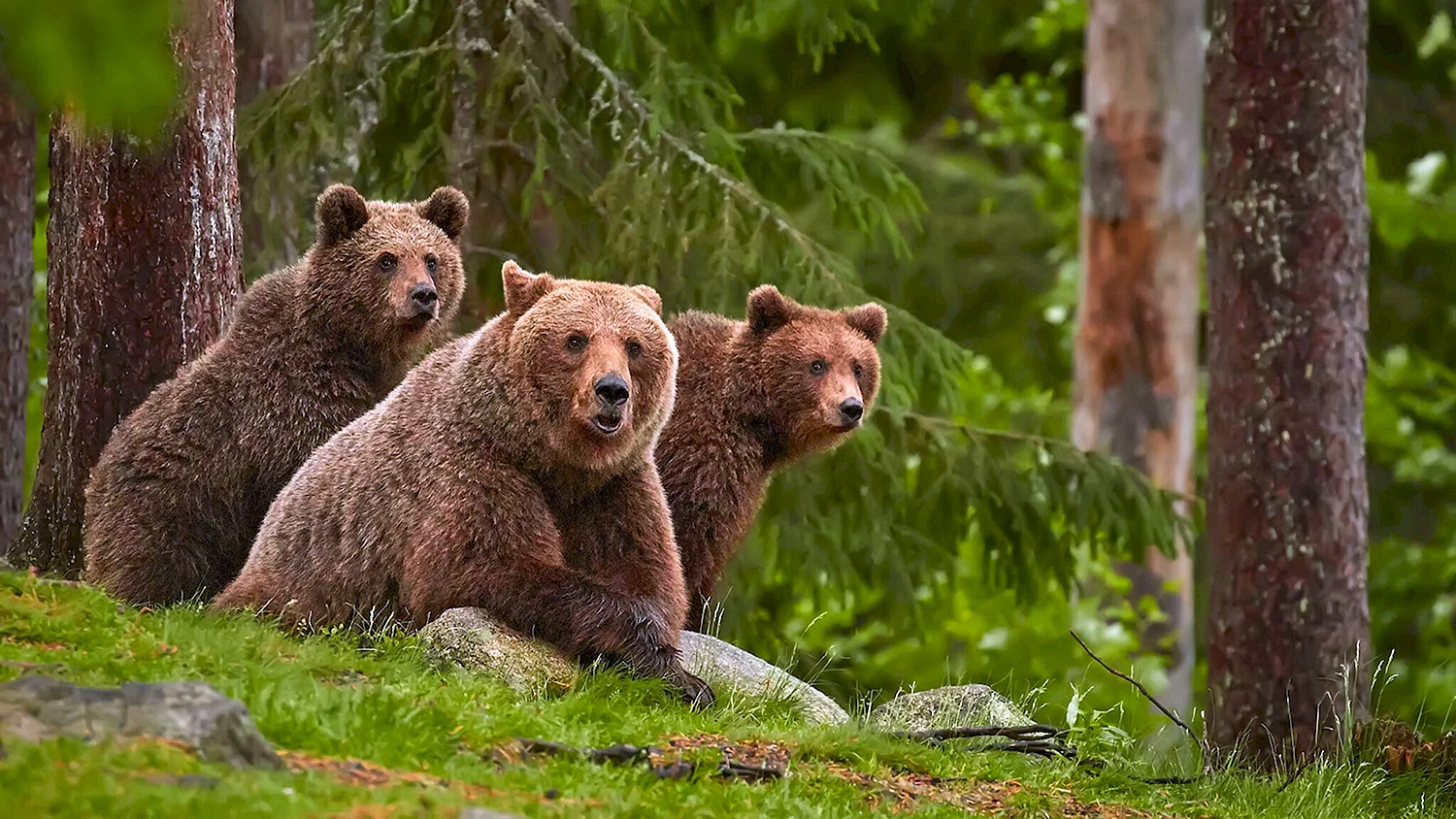 Медведи красивые картинки (56 фото)