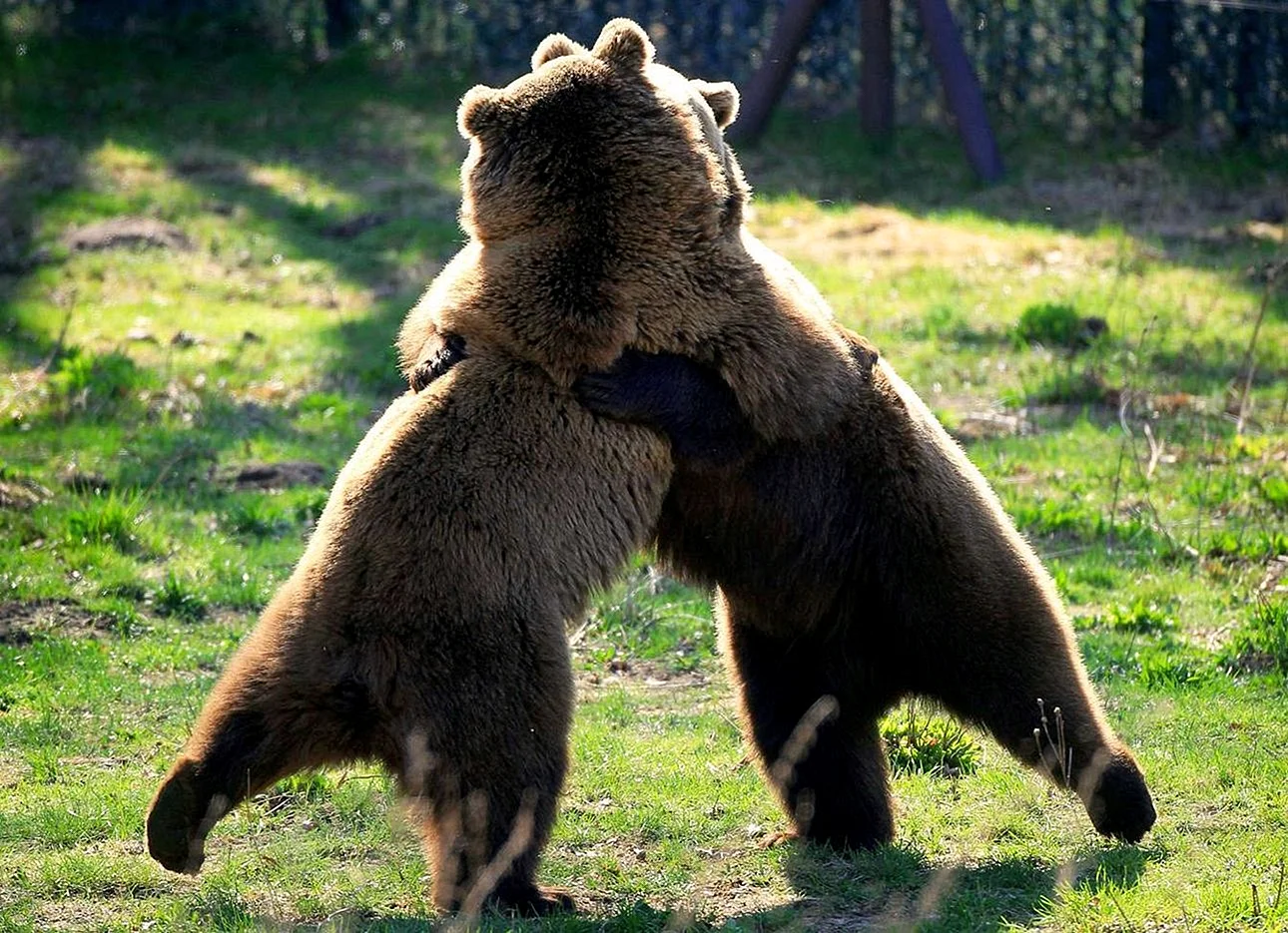 Медведиха обнимает медвежонка