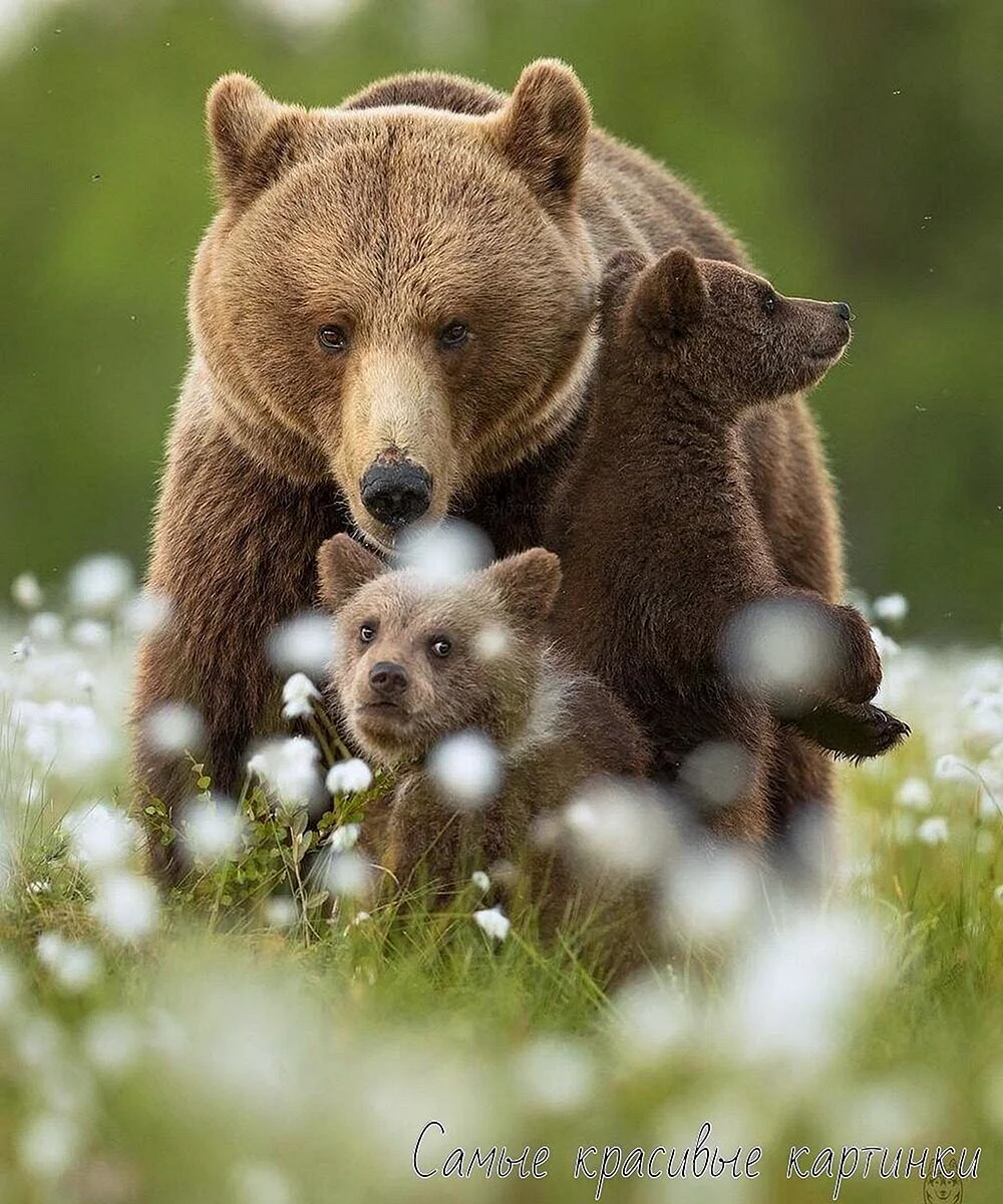 «Медведица с медвежатами» Кемерово