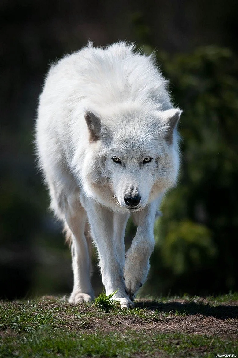 Мелвильский островной волк