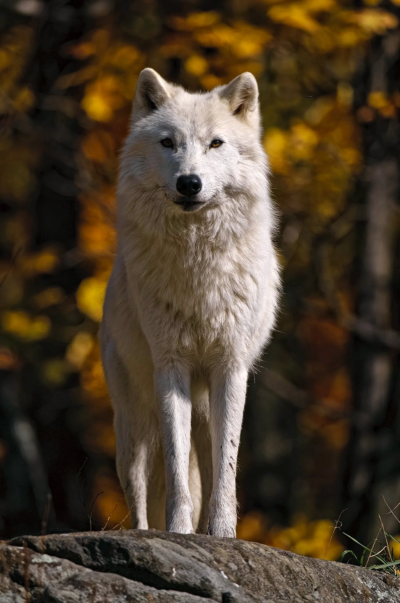 Мелвильский волк