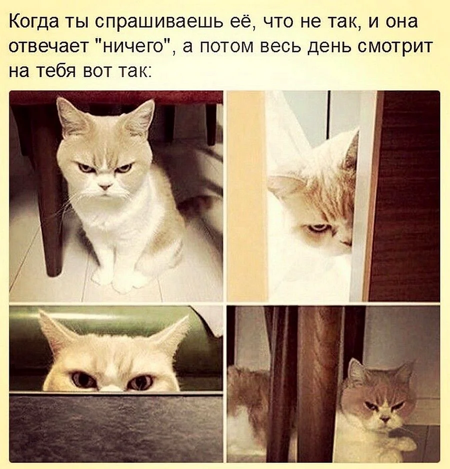 Мемы с кошками
