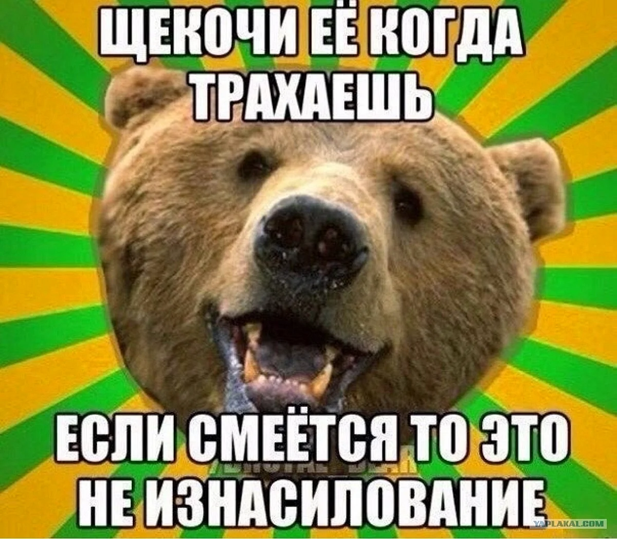 Мемы с медведем