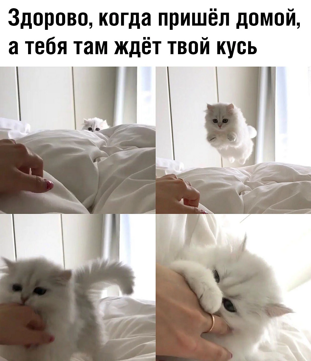 Мемы с милыми котиками с надписями