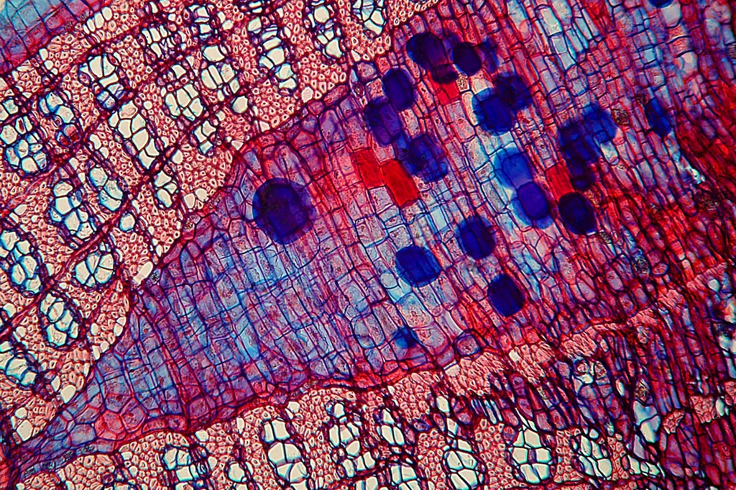 Микрофотографии соединительной ткани