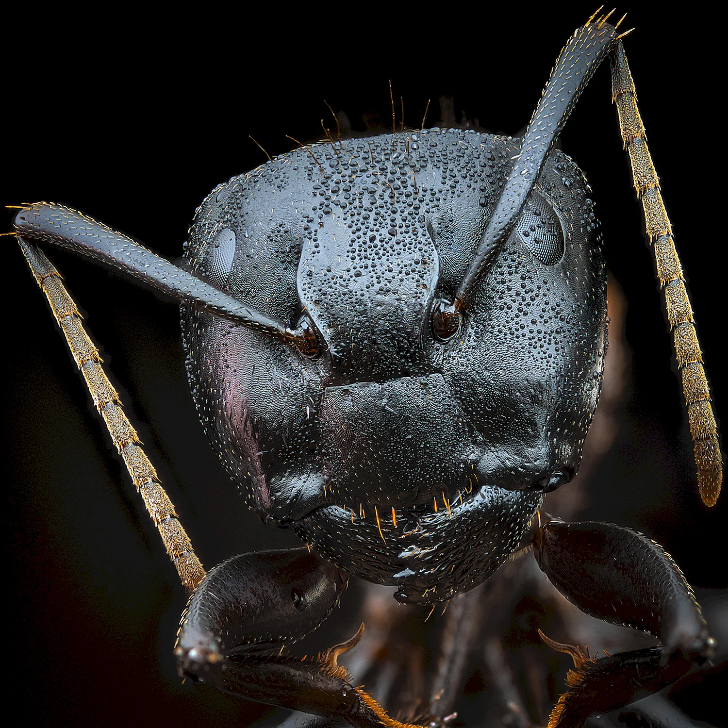Микромир муравьи